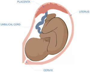 placenta and umbilical cord diagram