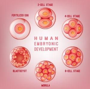 Embryonic Development